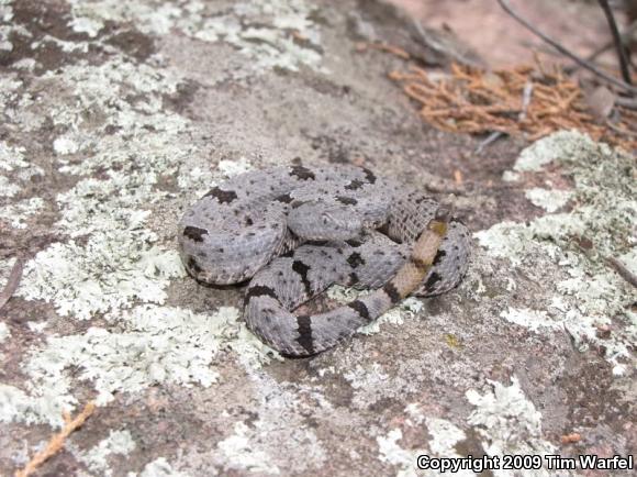 Banded Rock Rattlesnake (Crotalus lepidus klauberi)