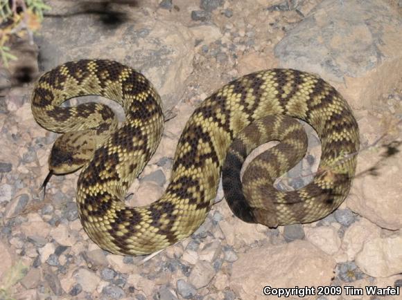 Northern Black-tailed Rattlesnake (Crotalus molossus molossus)