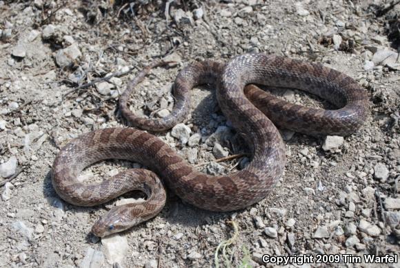 Great Plains Ratsnake (Pantherophis emoryi)