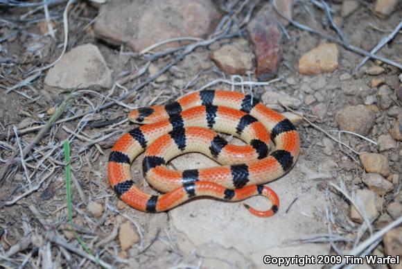 Variable Groundsnake (Sonora semiannulata semiannulata)