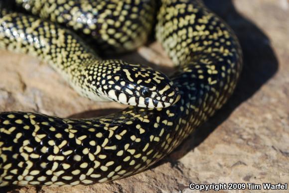 Speckled Kingsnake (Lampropeltis getula holbrooki)