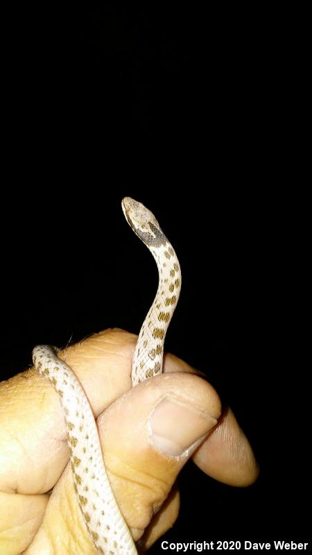 Sonoran Nightsnake (Hypsiglena chlorophaea chlorophaea)