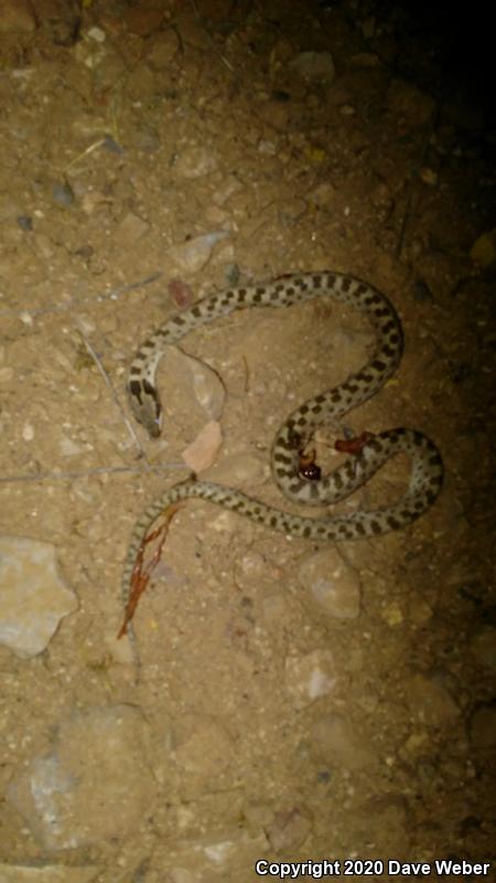 Sonoran Nightsnake (Hypsiglena chlorophaea chlorophaea)