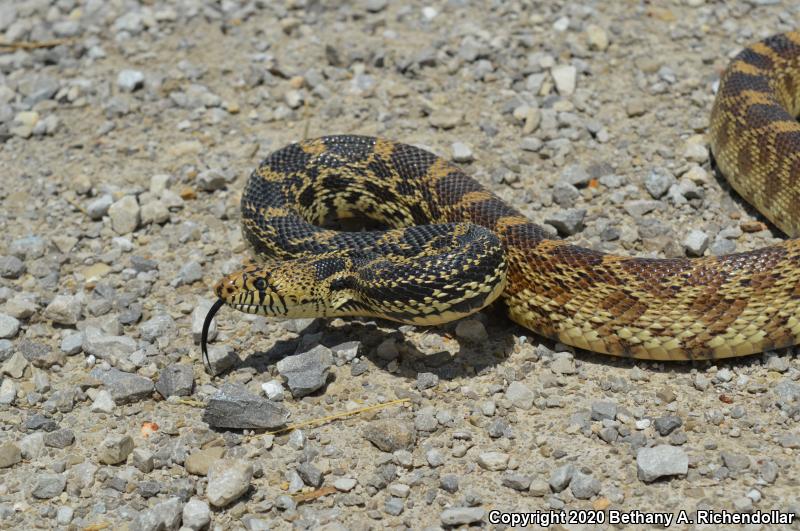 Bullsnake (Pituophis catenifer sayi)