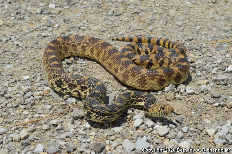 Bullsnake (Pituophis catenifer sayi)