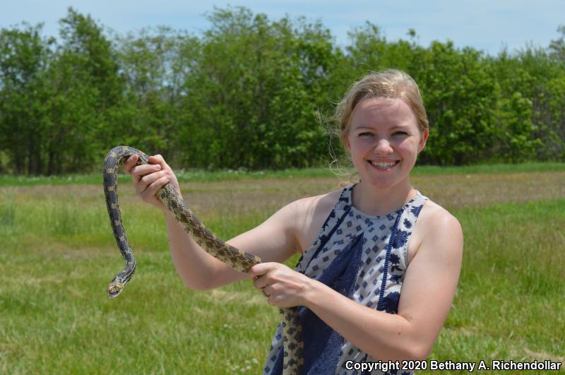 Bullsnake (Pituophis catenifer sayi)