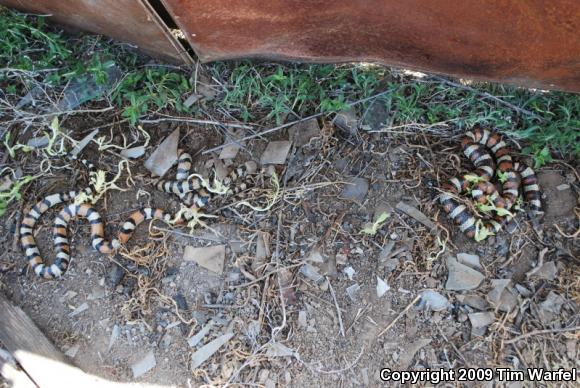 Central Plains Milksnake (Lampropeltis triangulum gentilis)