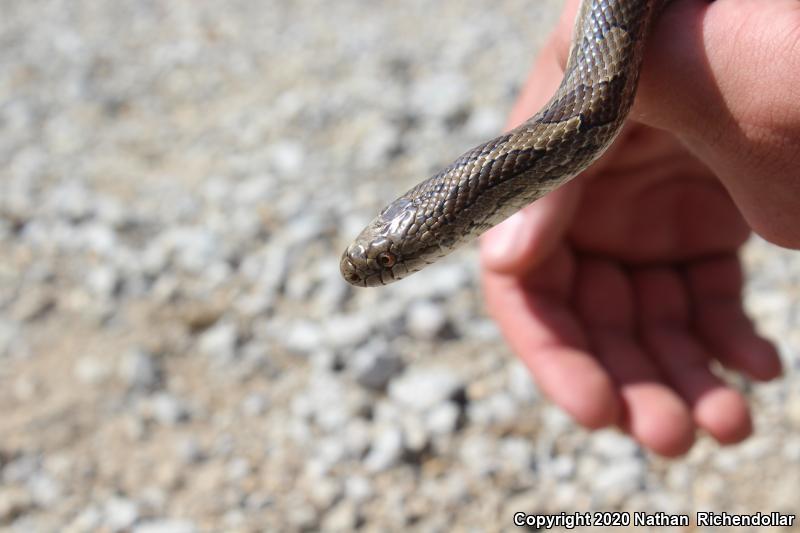 Prairie Kingsnake (Lampropeltis calligaster calligaster)