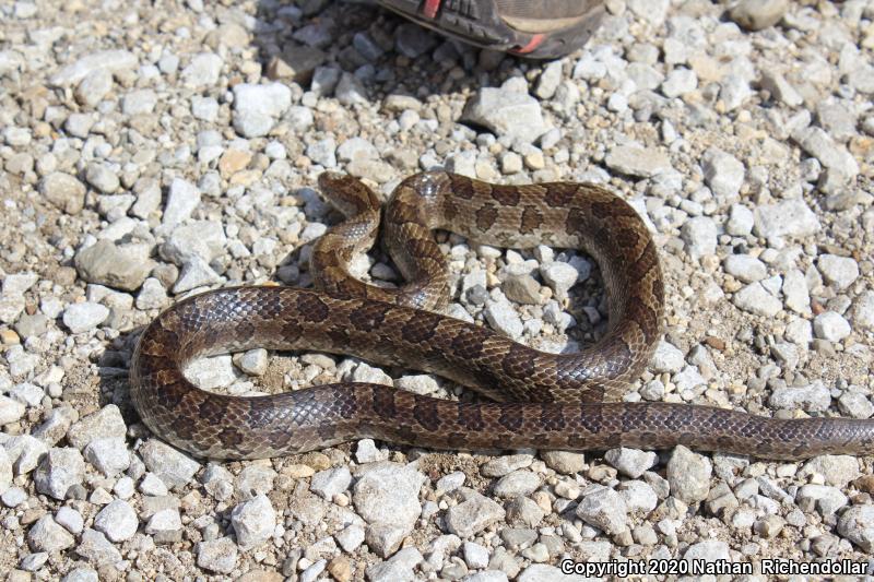 Prairie Kingsnake (Lampropeltis calligaster calligaster)