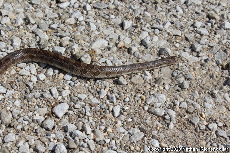 Prairie Kingsnake (Lampropeltis calligaster calligaster)