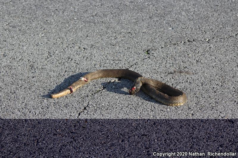 Blotched Watersnake (Nerodia erythrogaster transversa)