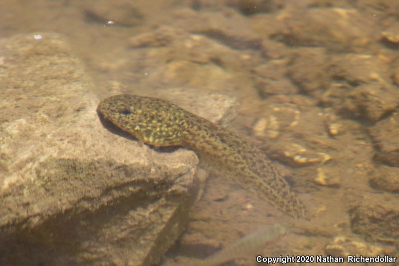 Southern Leopard Frog (Lithobates sphenocephalus utricularius)