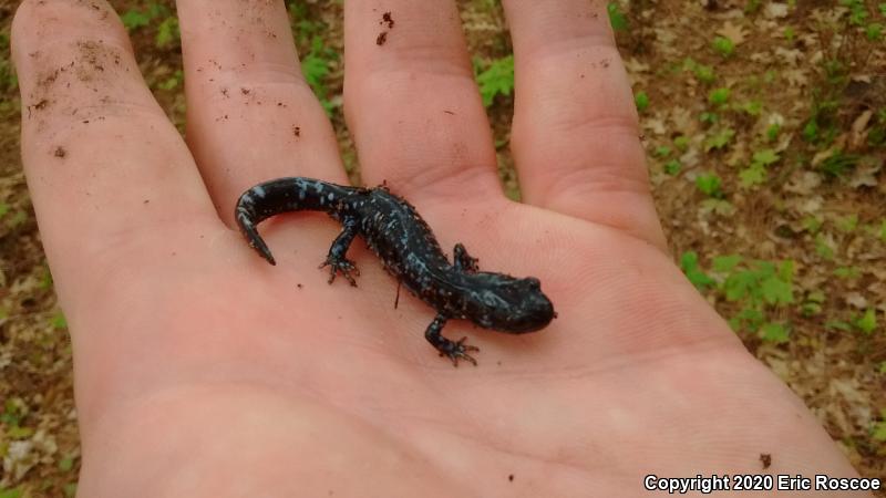 Blue-spotted Salamander (Ambystoma laterale)