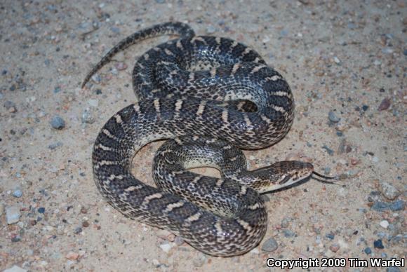 Kansas Glossy Snake (Arizona elegans elegans)