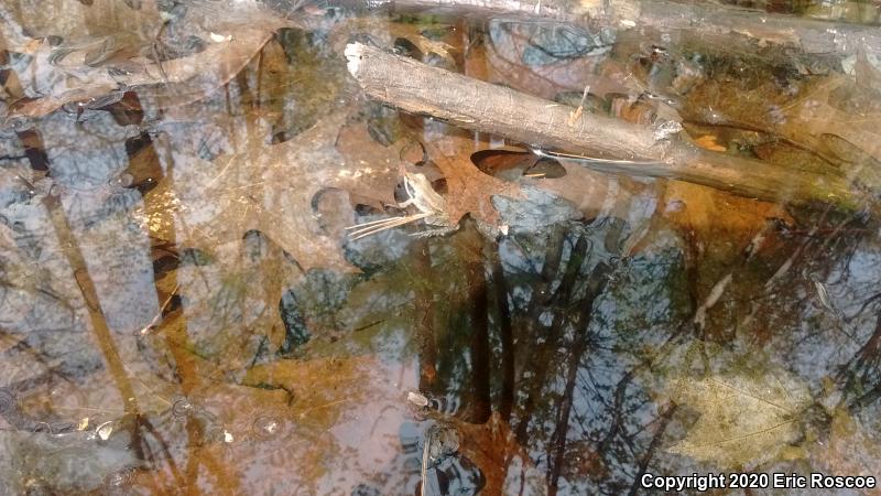 Wood Frog (Lithobates sylvaticus)