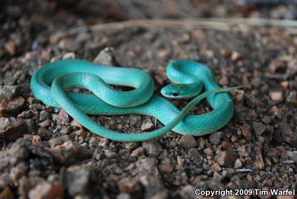 Western Smooth Greensnake (Opheodrys vernalis blanchardi)