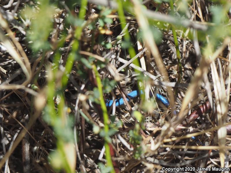 Western Skink (Plestiodon skiltonianus skiltonianus)