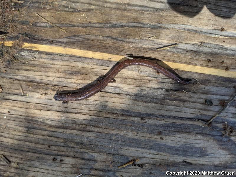 Garden Slender Salamander (Batrachoseps major major)