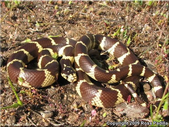 California Kingsnake (Lampropeltis getula californiae)