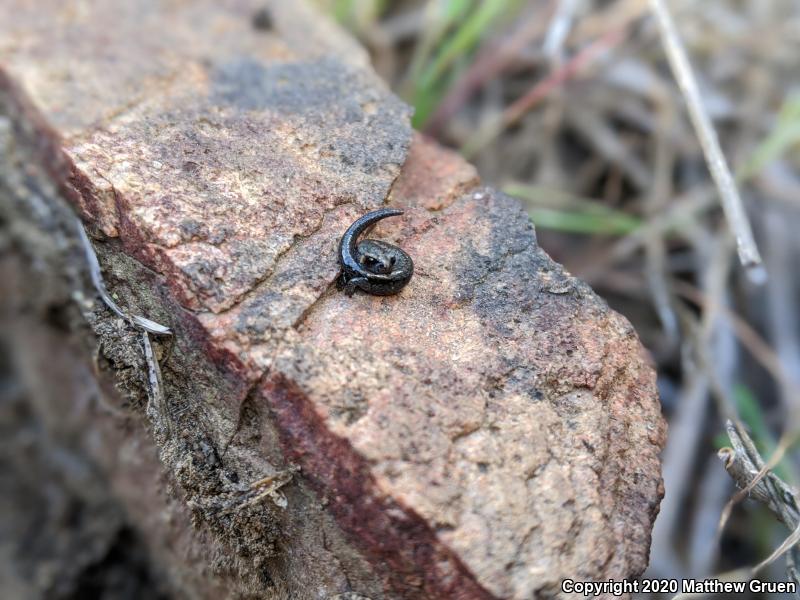 Garden Slender Salamander (Batrachoseps major major)