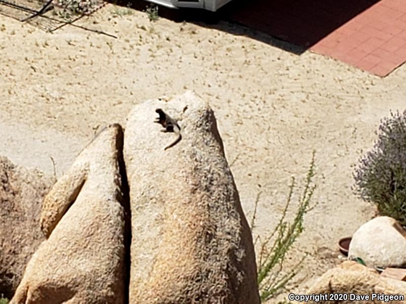 Common Chuckwalla (Sauromalus ater)