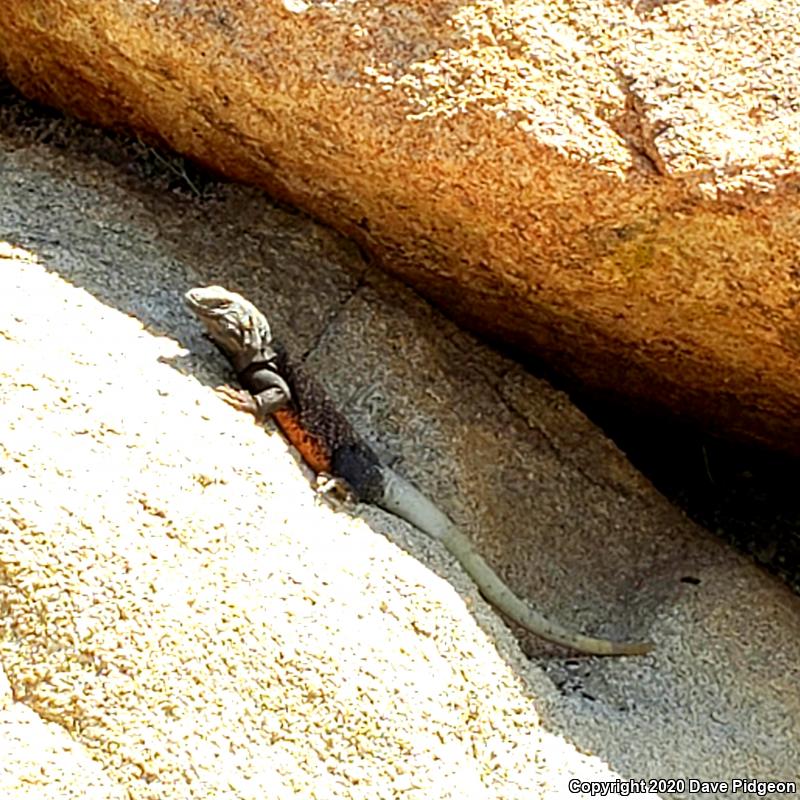 Common Chuckwalla (Sauromalus ater)