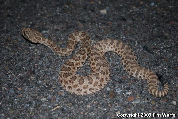 Prairie Rattlesnake (Crotalus viridis)