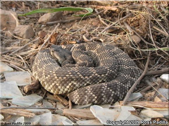 Southern Pacific Rattlesnake (Crotalus oreganus helleri)