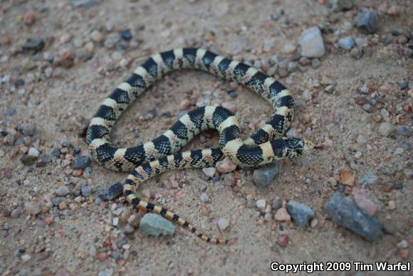 Western Long-nosed Snake (Rhinocheilus lecontei)