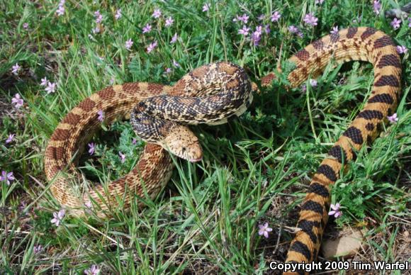 Bullsnake (Pituophis catenifer sayi)