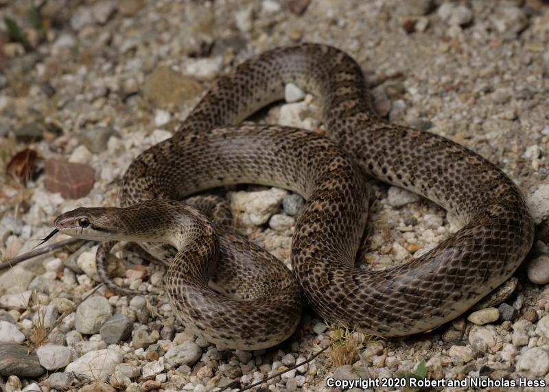 California Glossy Snake (Arizona elegans occidentalis)