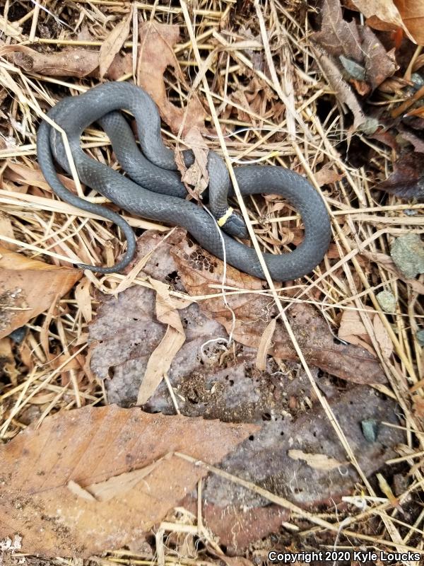 Northern Ring-necked Snake (Diadophis punctatus edwardsii)