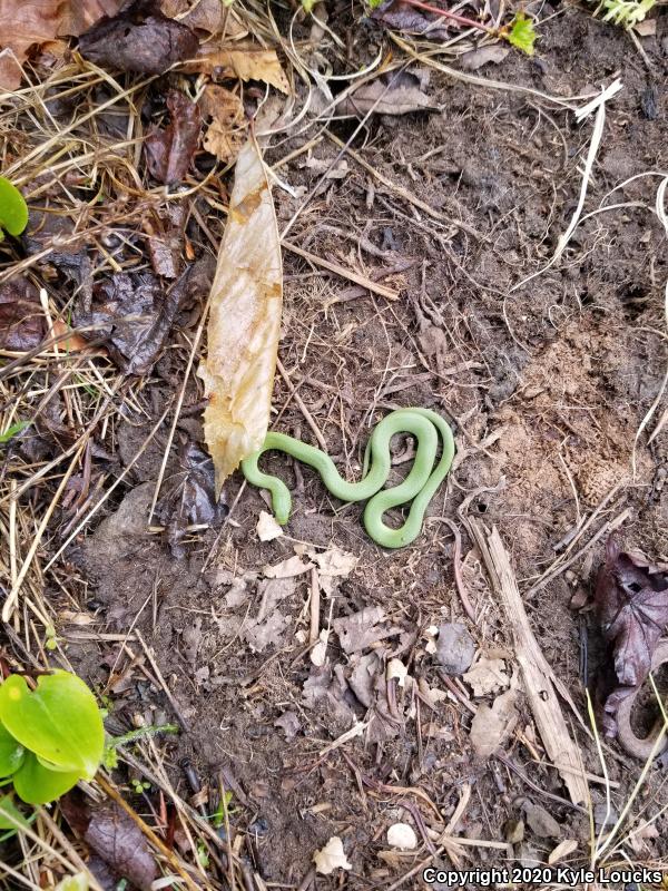 Eastern Smooth Greensnake (Opheodrys vernalis vernalis)