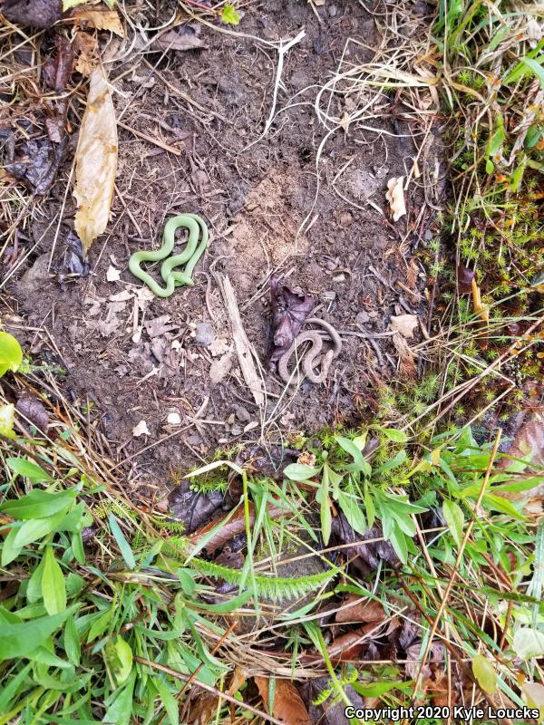 Eastern Smooth Greensnake (Opheodrys vernalis vernalis)