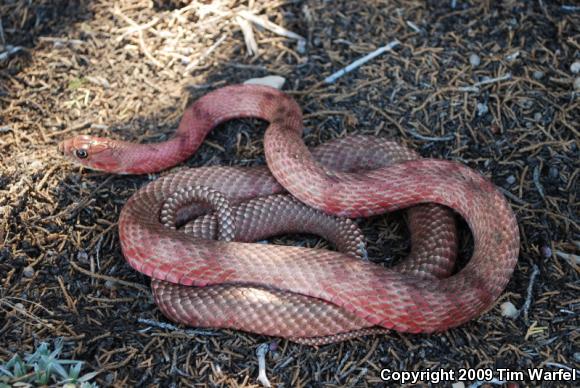 Western Coachwhip (Coluber flagellum testaceus)