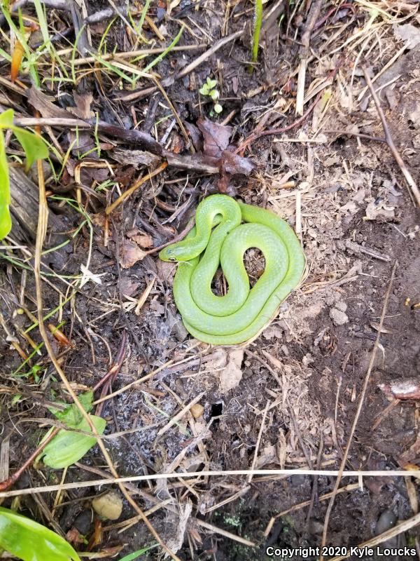 Eastern Smooth Greensnake (Opheodrys vernalis vernalis)