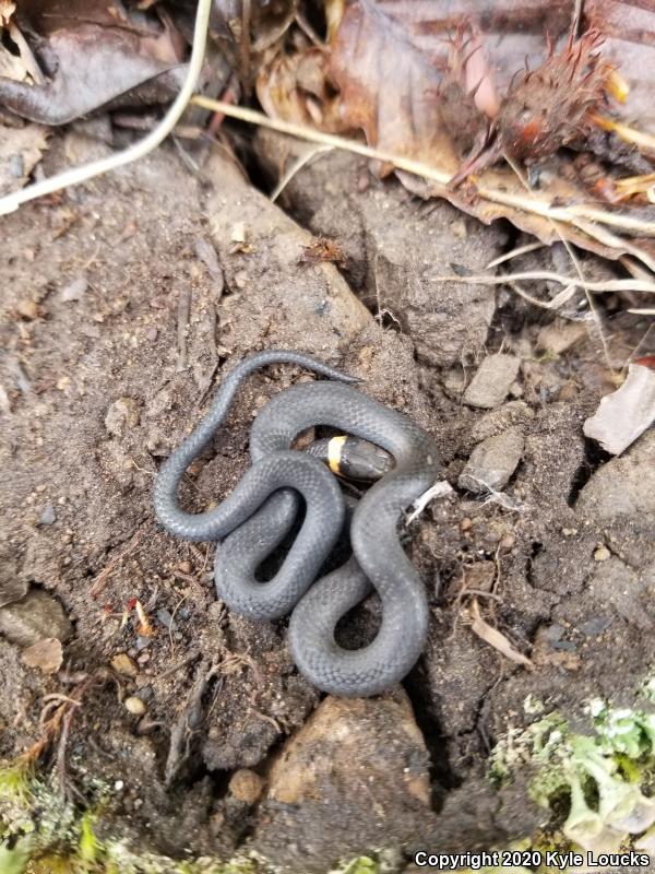 Northern Ring-necked Snake (Diadophis punctatus edwardsii)