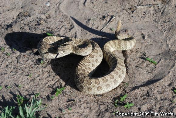 Prairie Rattlesnake (Crotalus viridis)