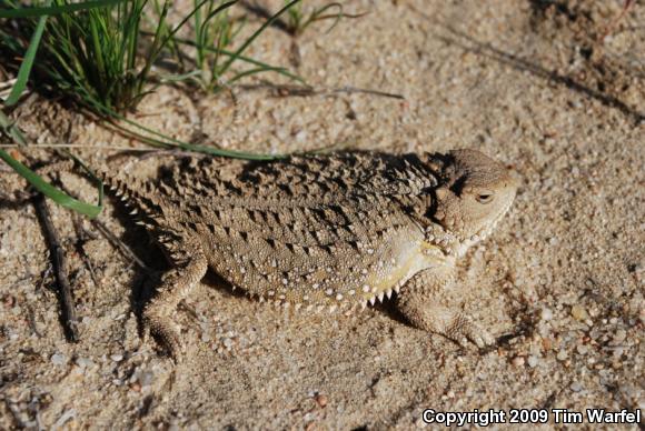 Hernandez's Short-horned Lizard (Phrynosoma hernandesi hernandesi)