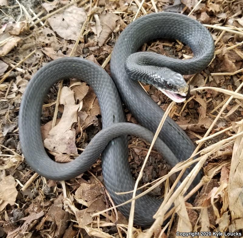 Northern  Black Racer (Coluber constrictor constrictor)