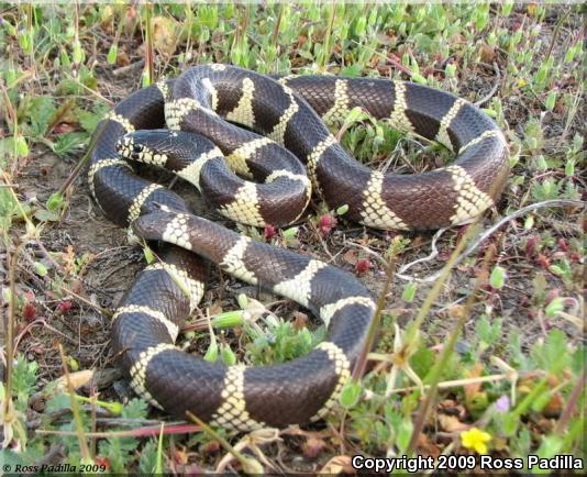 California Kingsnake (Lampropeltis getula californiae)