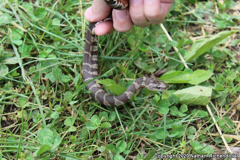 Midland Watersnake (Nerodia sipedon pleuralis)