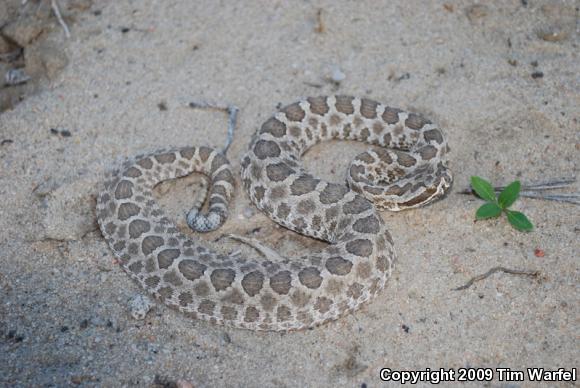 Desert Massasauga (Sistrurus catenatus edwardsii)