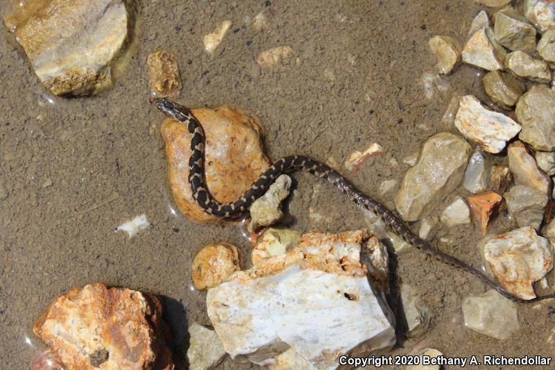 Midland Watersnake (Nerodia sipedon pleuralis)