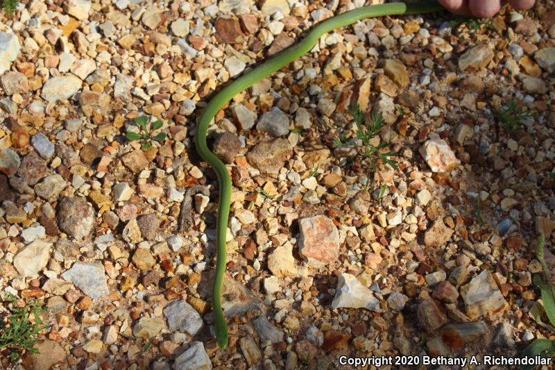 Northern Rough Greensnake (Opheodrys aestivus aestivus)