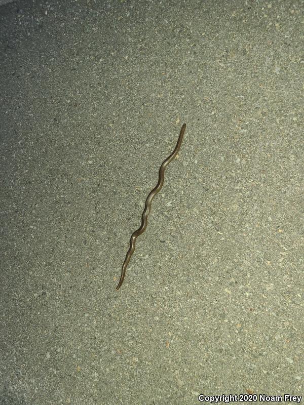 Northern Rubber Boa (Charina bottae)