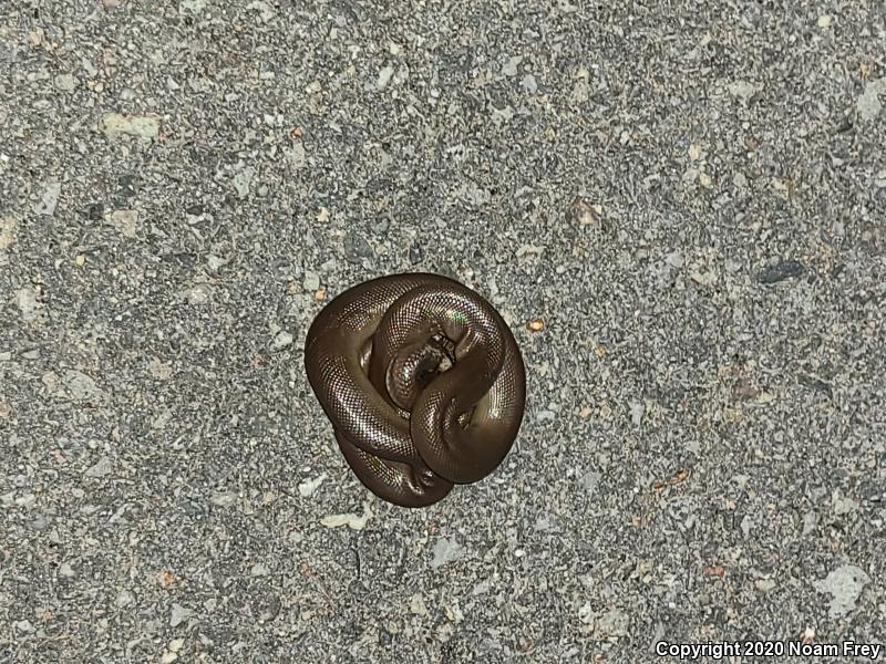 Northern Rubber Boa (Charina bottae)