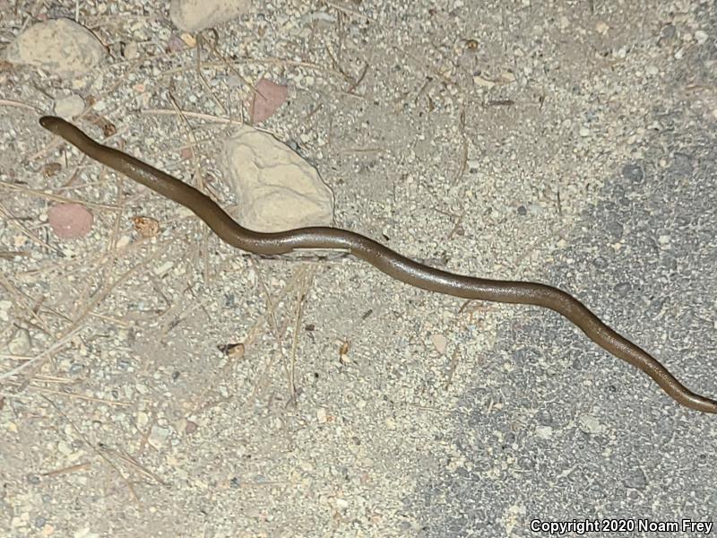 Northern Rubber Boa (Charina bottae)