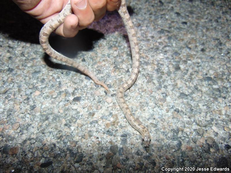 Spotted Leaf-nosed Snake (Phyllorhynchus decurtatus)