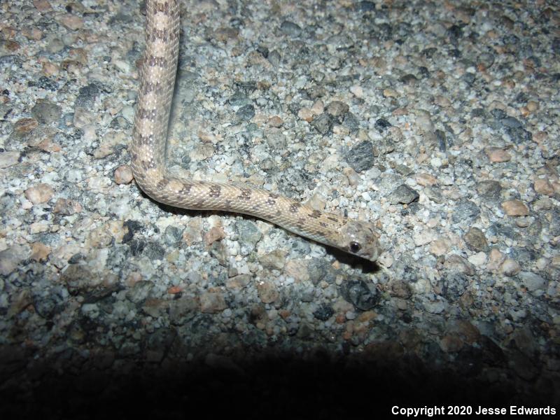 Spotted Leaf-nosed Snake (Phyllorhynchus decurtatus)